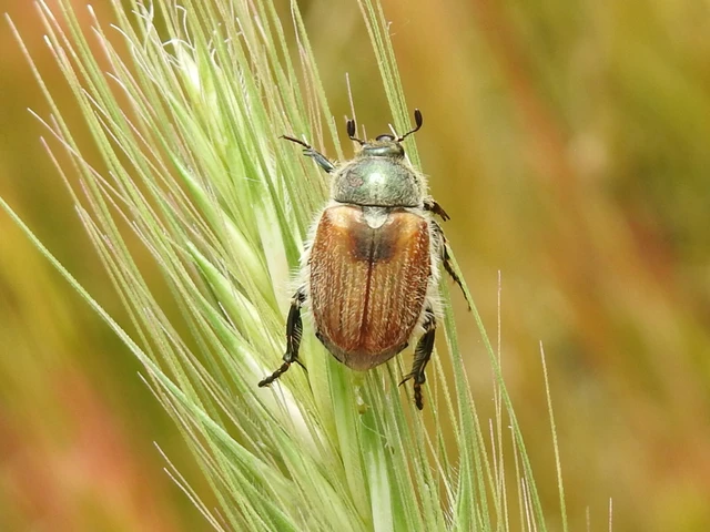 Chaetopteroplia segetum - rozsszipoly