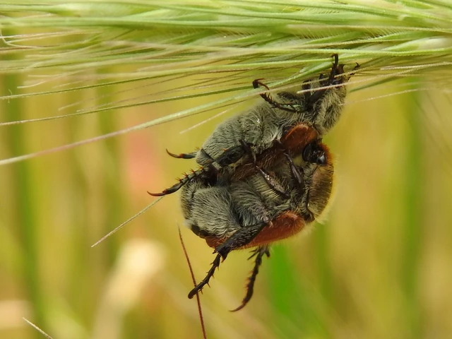 Chaetopteroplia segetum - rozsszipoly