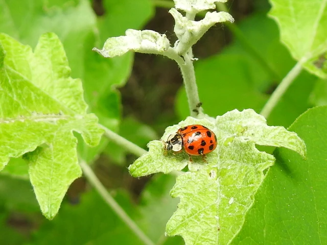 Harmonia axyridis - harlekinkatica