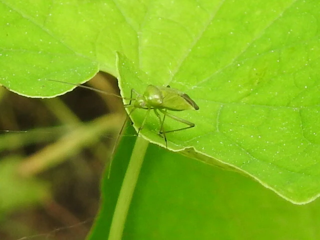 Calocoris