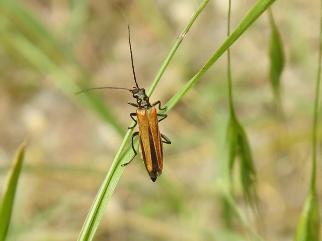 Oedemera femorata - sárgahátú álcincér