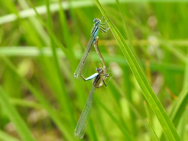 Ischnura elegans pontica - kéköves légivadász
