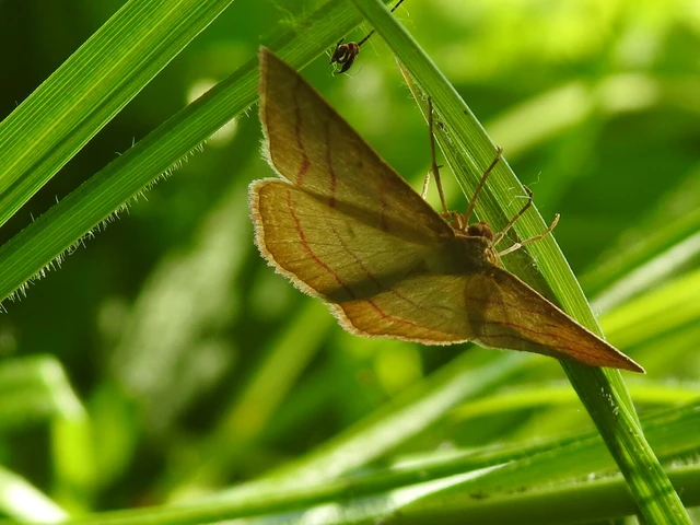 Rhodostrophia vibicaria - pirosszélű araszoló