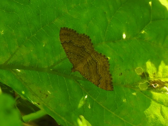 Camptogramma bilineata - kétvonalas sávosaraszoló