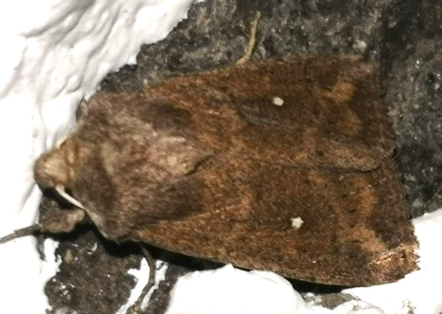 Mythimna albipuncta - fehérpettyes rétibagoly