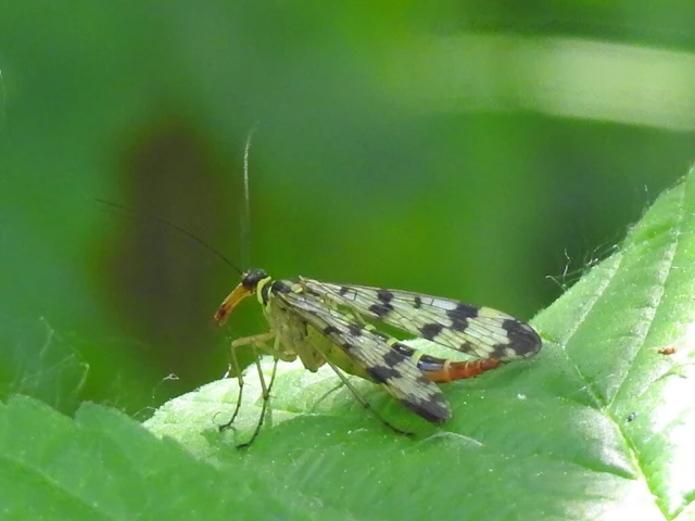 Panorpa communis - közönséges skorpiólégy