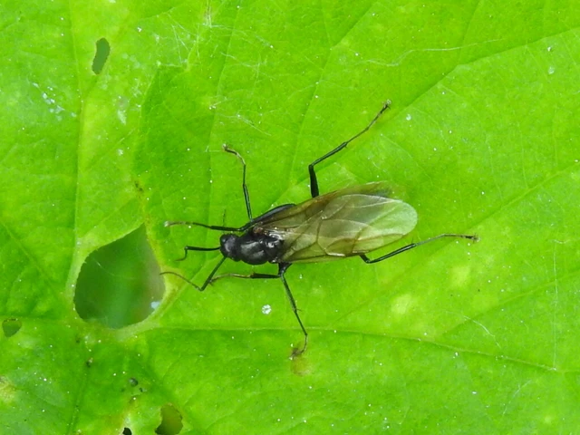 Camponotus vagus - fekete lóhangya