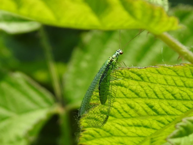 Chrysopa perla - aranyszemű fátyolka Chrysopa perla - aranyszemű fátyolka