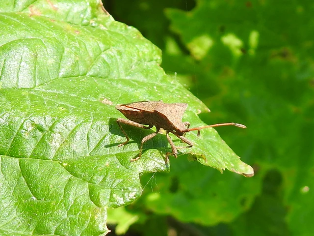 Coreus marginatus - közönséges karimáspoloska