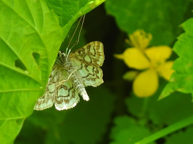 Elophila nymphaeata - tarka vízimoly