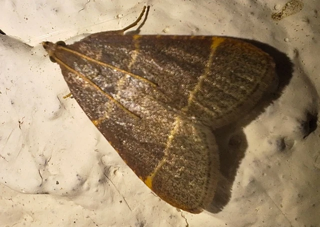 Hypsopygia glaucinalis - rezes fényilonca