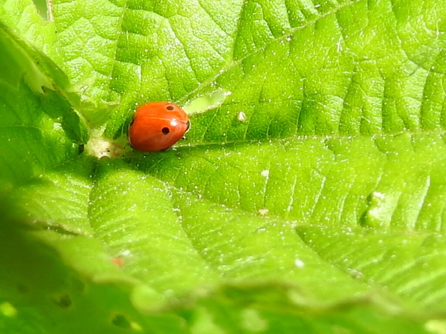 Coccinella undecimpunctata tripunctata - sziki tizenegypettyes katica
