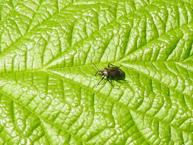 Miridae - mezeipoloskák