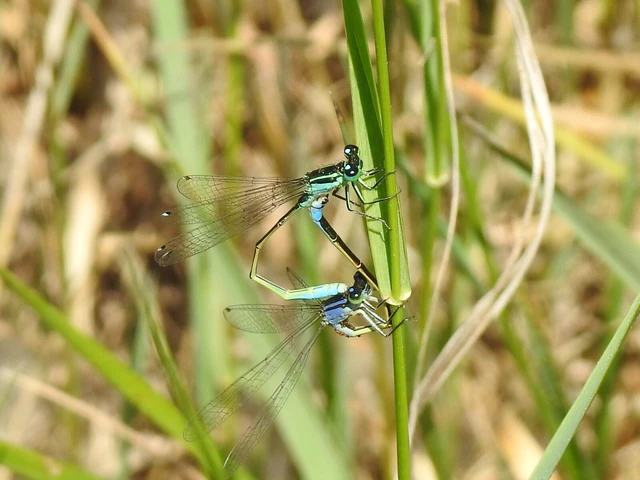 Ischnura elegans pontica - kéköves légivadász