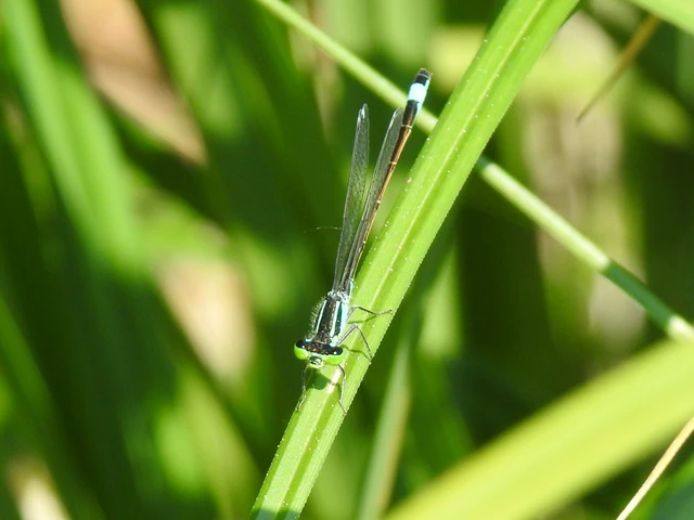 Ischnura elegans pontica - kéköves légivadász