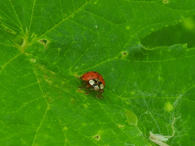 Harmonia axyridis - harlekinkatica