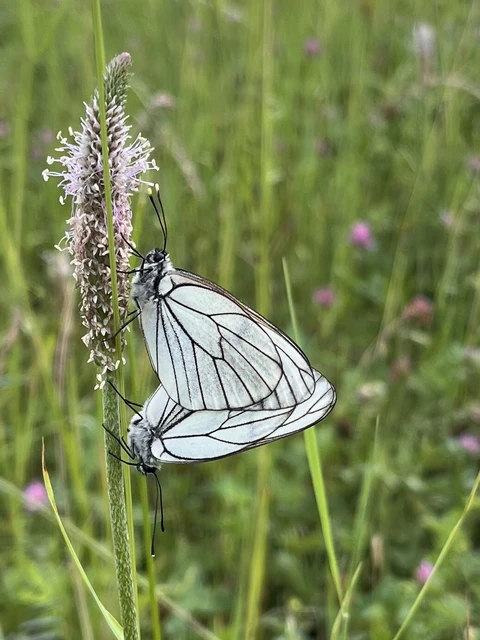 Aporia crataegi - galagonyalepke