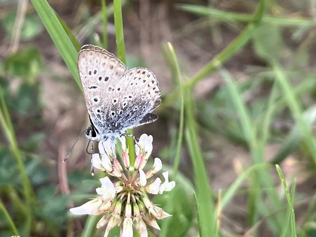 Lycaena tityrus - barna tűzlepke