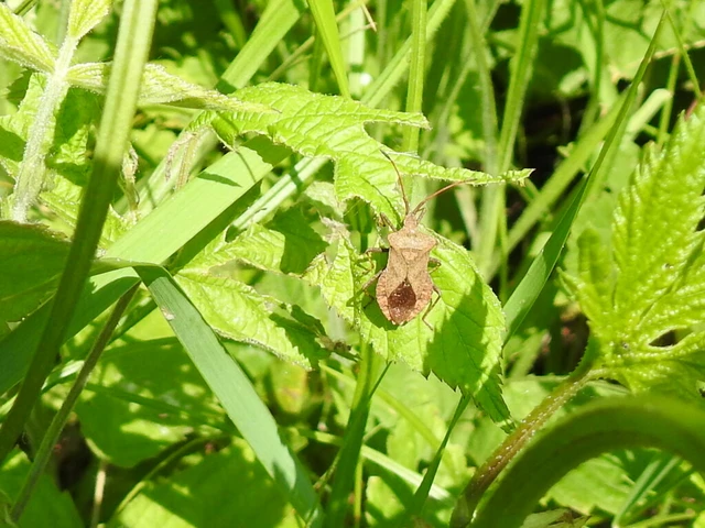 Coreus marginatus - közönséges karimáspoloska