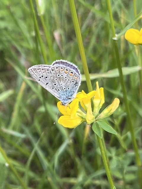 Polyommatus icarus - közönséges boglárka