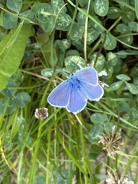 Polyommatus icarus - közönséges boglárka