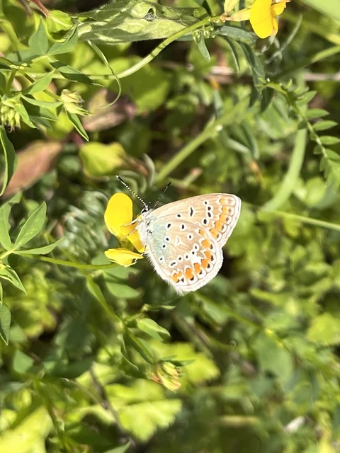 Polyommatus icarus - közönséges boglárka