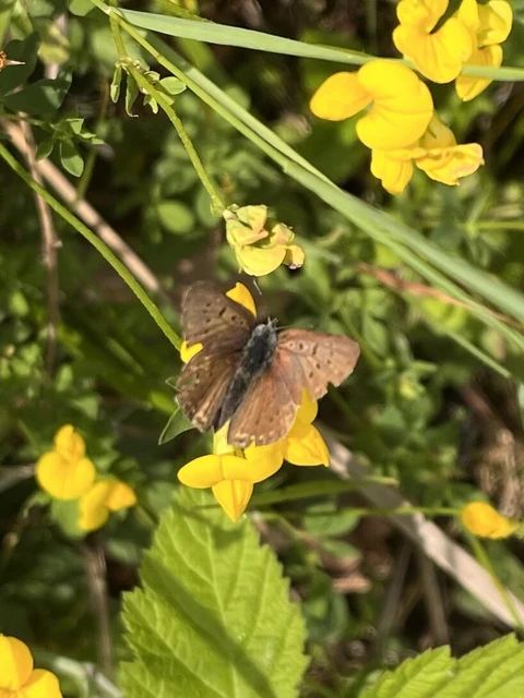 Lycaena tityrus - barna tűzlepke