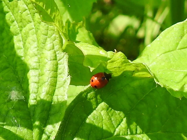 Coccinella undecimpunctata tripunctata - sziki tizenegypettyes katica