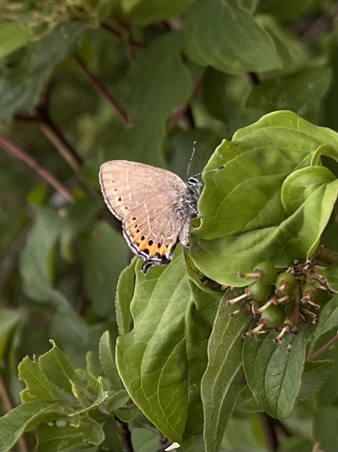 Satyrium pruni - szilvafa-csücsköslepke