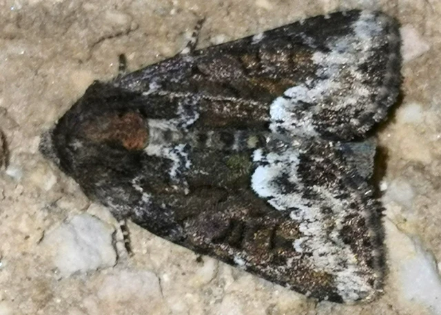 Oligia strigilis - kormos dudvabagoly