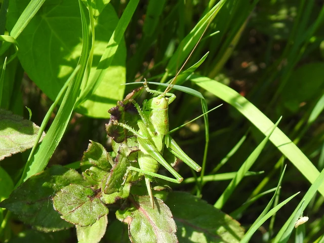 Tettigonia viridissima - zöld lombszöcske