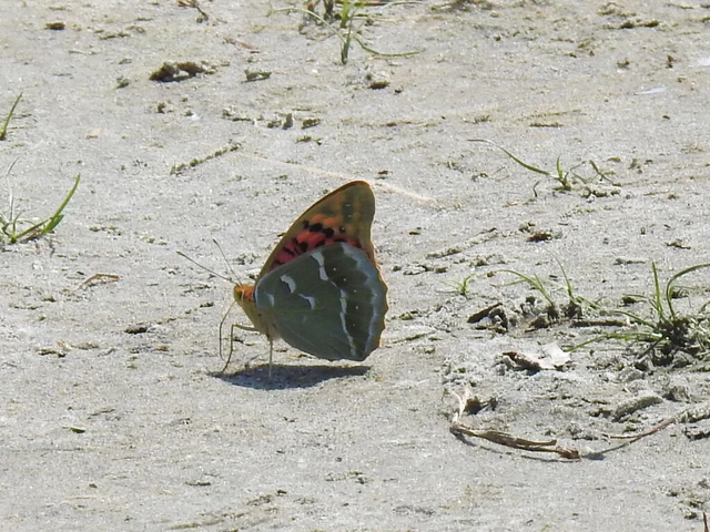 Argynnis pandora - zöldes gyöngyházlepke