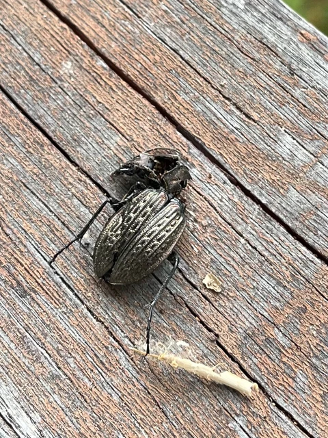 Carabus ulrichii - rezes futrinka Carabus ulrichii - rezes futrinka