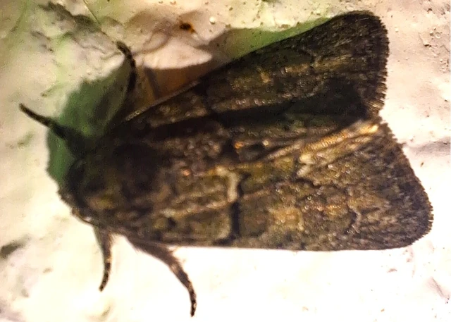 Cryphia fraudatricula - homoki zuzmóbagoly