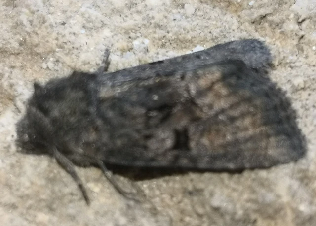 Oligia latruncula - fekete dudvabagoly