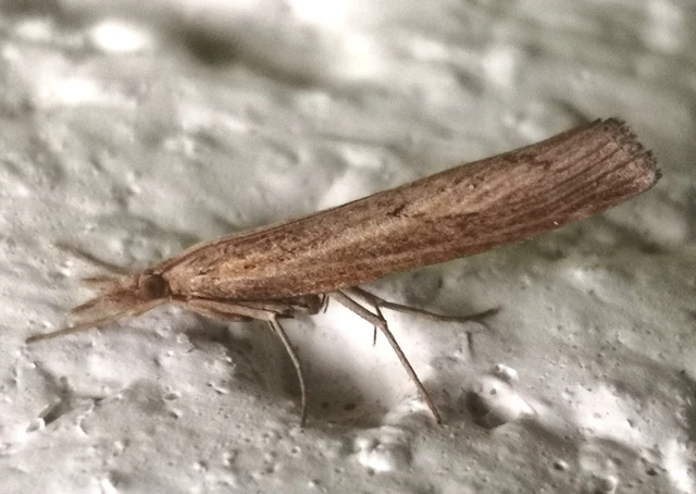Pediasia contaminella - mocskos fűgyökérmoly