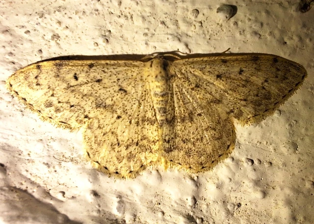 Scopula marginepunctata - pettyes sávosaraszoló