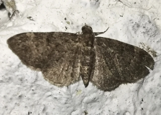 Pasiphila chloerata - hamvas törpearaszoló