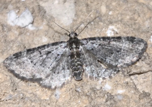 Pasiphila chloerata - hamvas törpearaszoló
