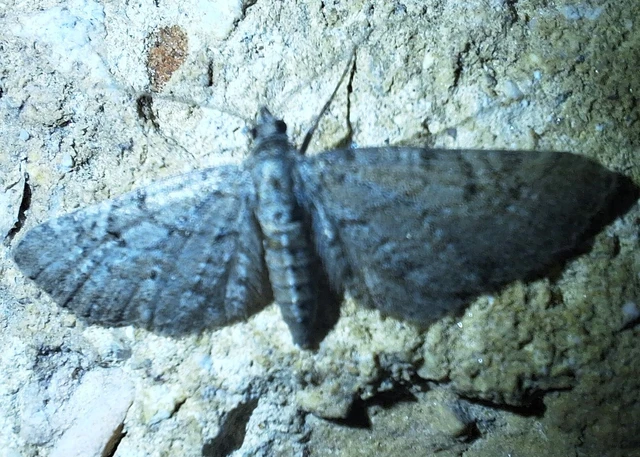 Eupithecia intricata - boróka-törpearaszoló