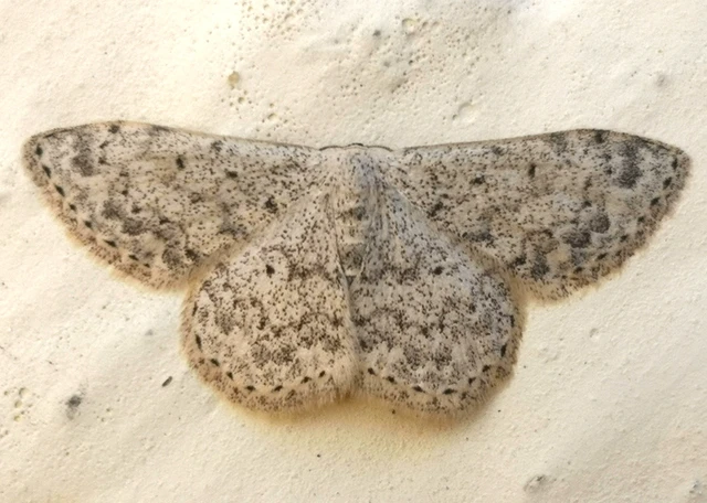 Scopula marginepunctata - pettyes sávosaraszoló