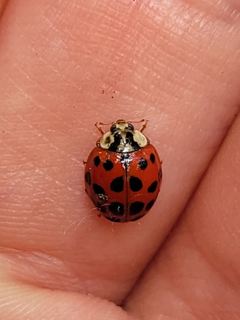 Harmonia axyridis - harlekinkatica