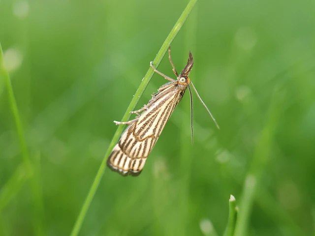 Chrysocramboides craterella - rácsos fűgyökérmoly