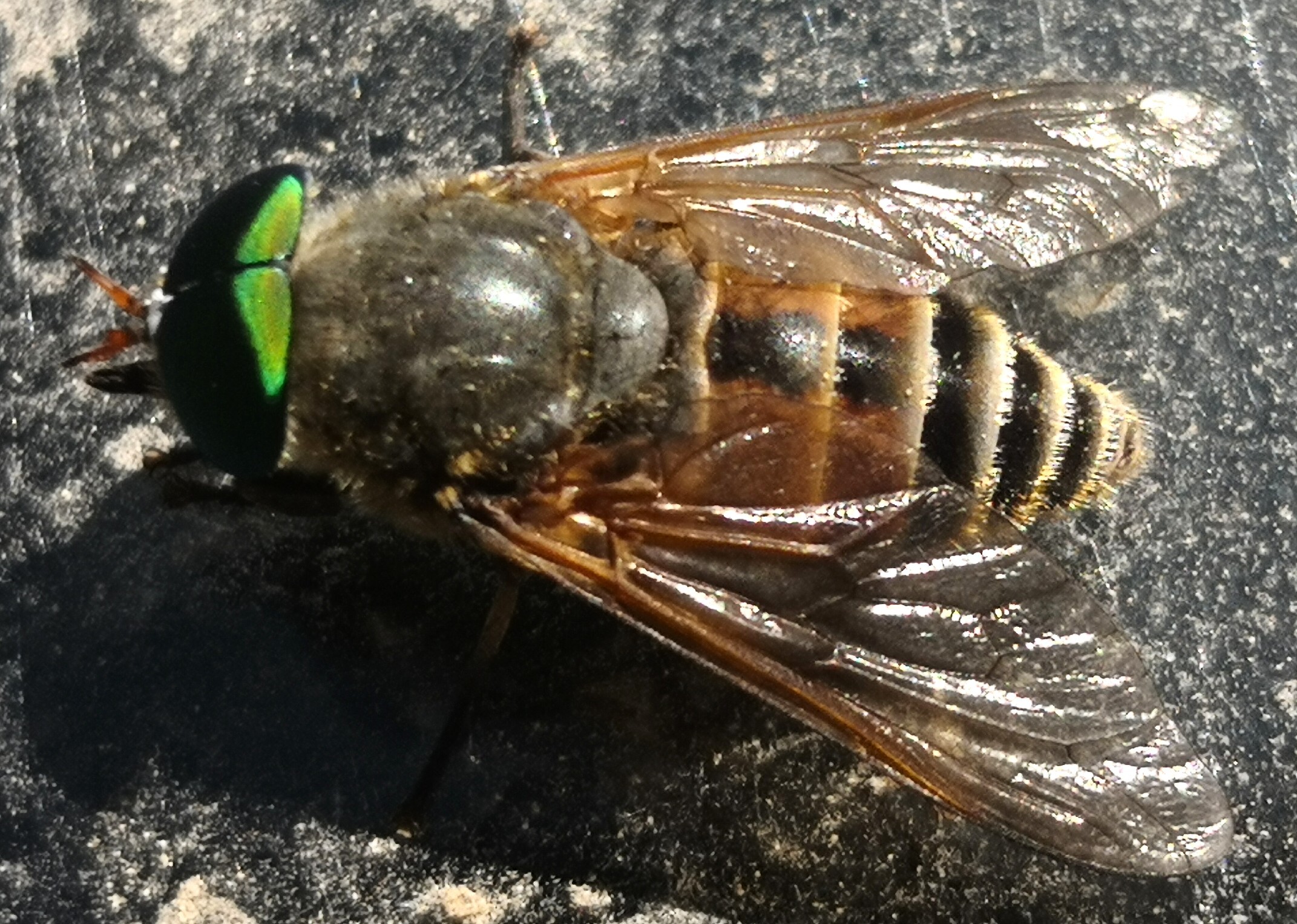 Diptera - Kétszárnyúak