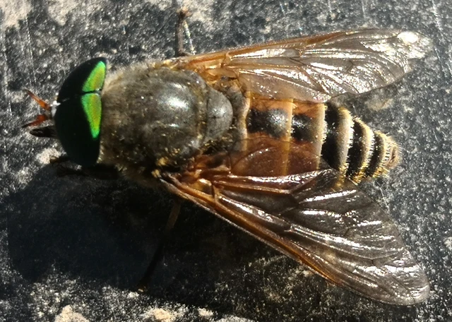 Diptera - Kétszárnyúak