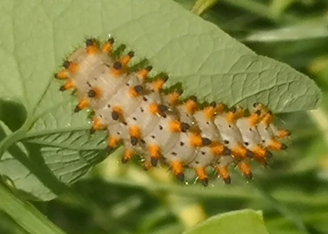 Zerynthia polyxena - farkasalmalepke
