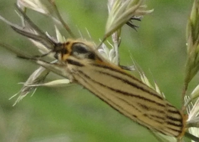 Spiris striata - csíkos molyszövő
