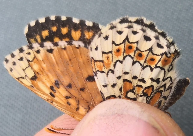 Melitaea cinxia - réti tarkalepke