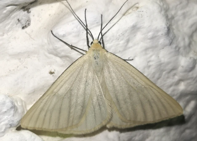 Siona lineata - vonalas fehéraraszoló