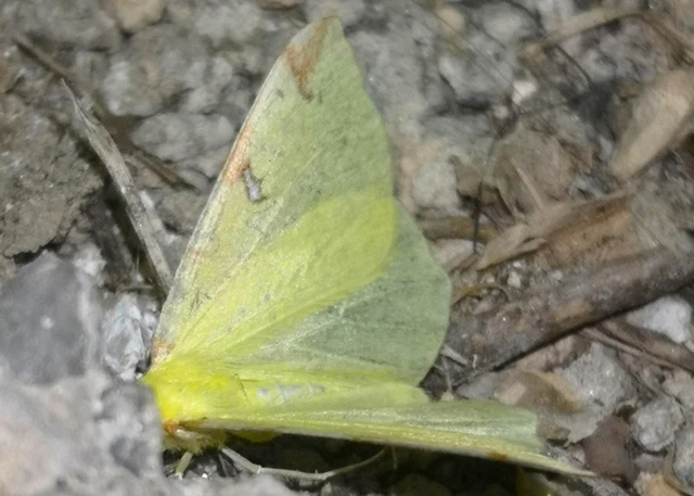 Opisthograptis luteolata - citromsárga araszoló